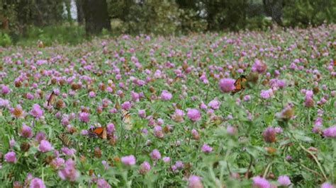 蜜蜂代表什么|弱小而强大的蜜蜂，蜜蜂在文化中的意象与呈现